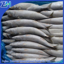 frozen mackerel prices pacific mackerel scientific name of mackerel fish